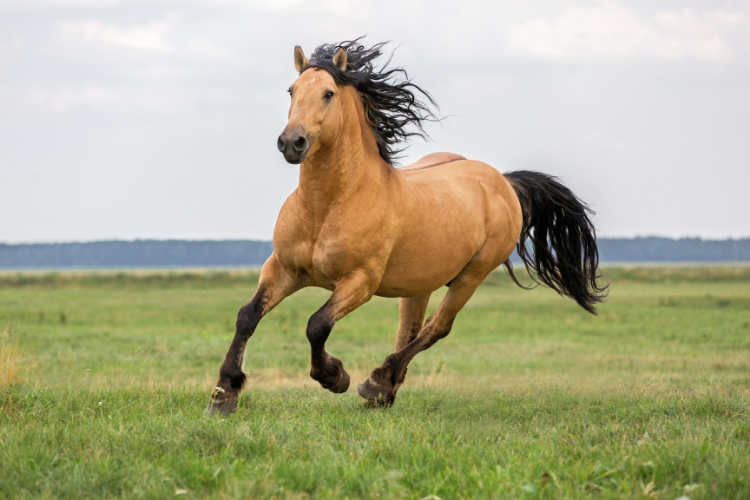 broderie diamant cheval